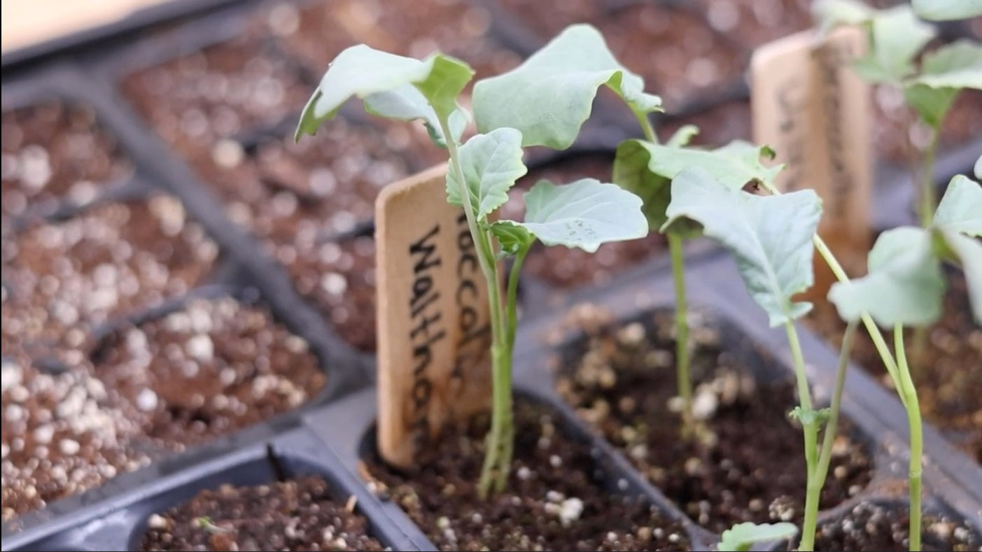 How to Grow Broccoli: 4 Tips You Need to Know For the Best Home-Grown  Broccoli &ndash; Sow Right Seeds