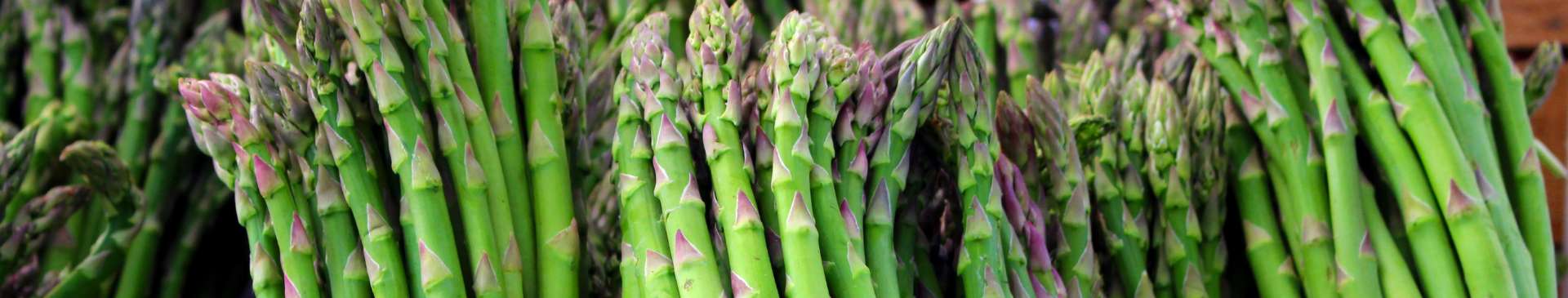 How to Grow Asparagus Crowns | The Seed Collection