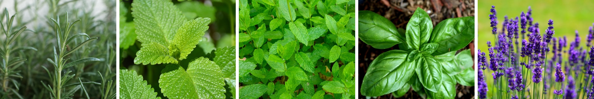 Best smelling herbs - Denby Best smelling herbs - Denby