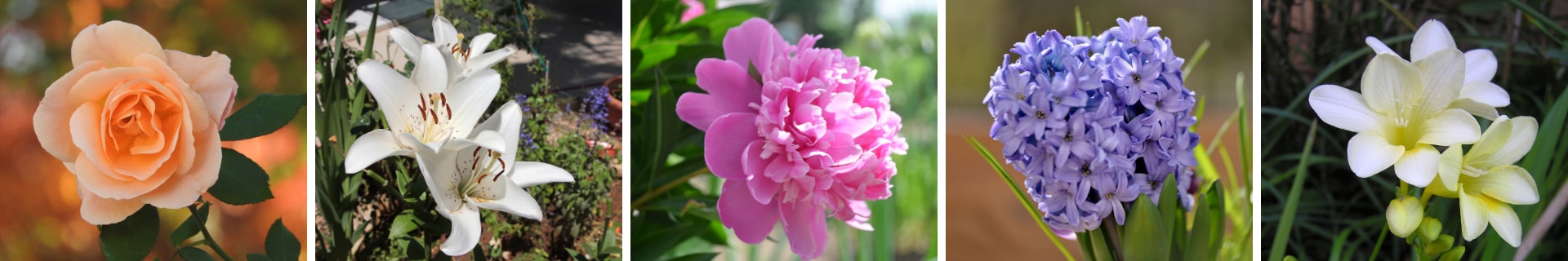Best smelling flowers - Denby Best smelling flowers - Denby