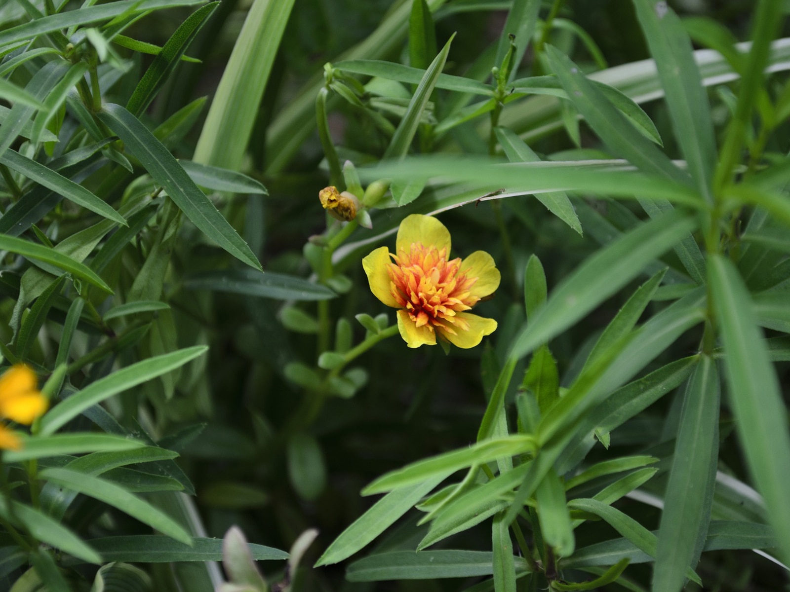 Tarragon