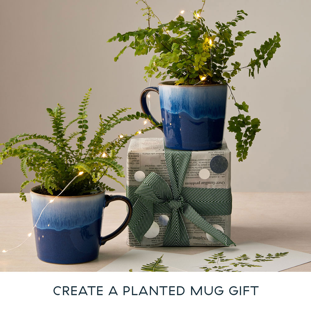 Create a Planted Mug Gift