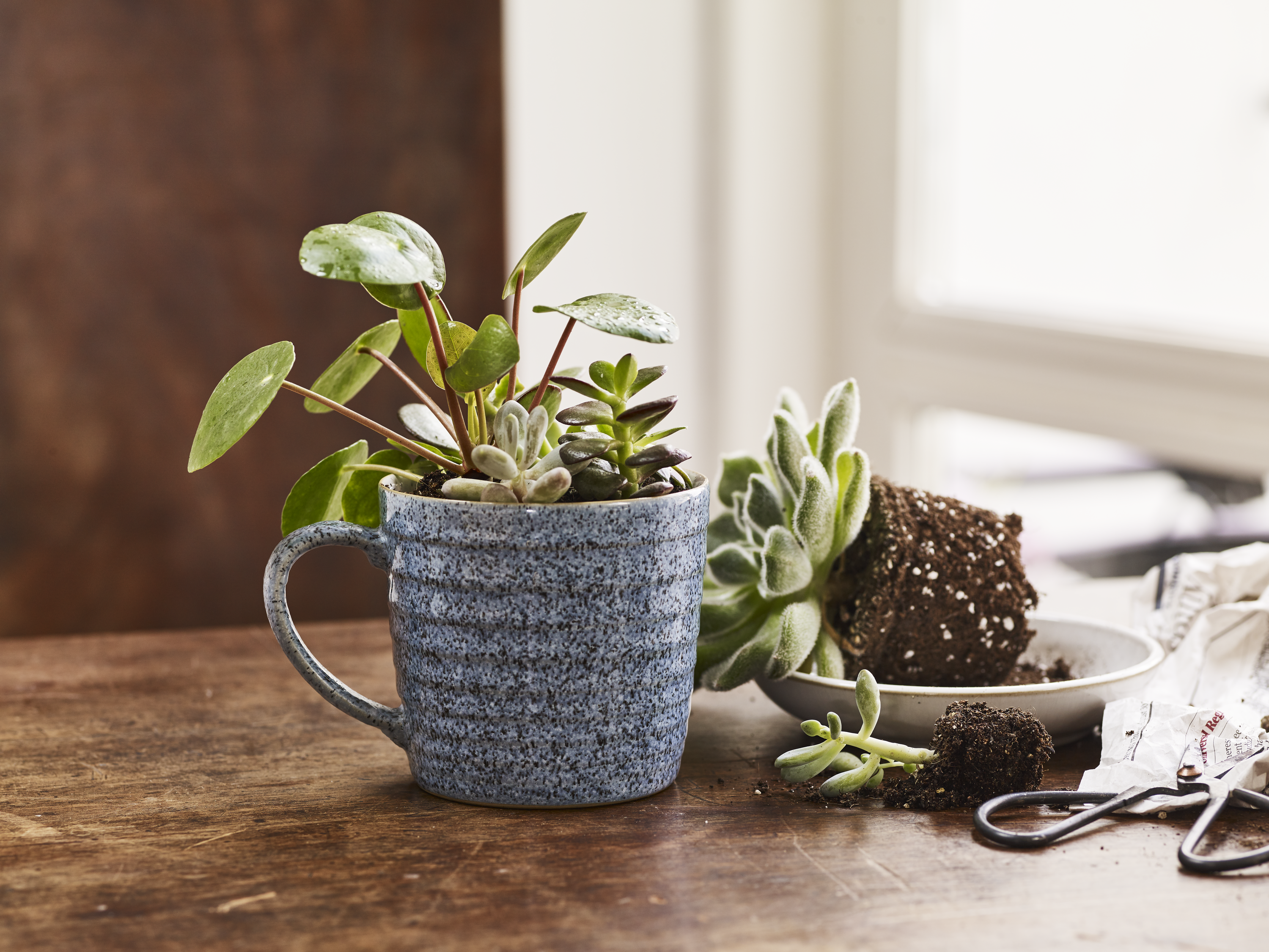 Denby mug used as a plant pot