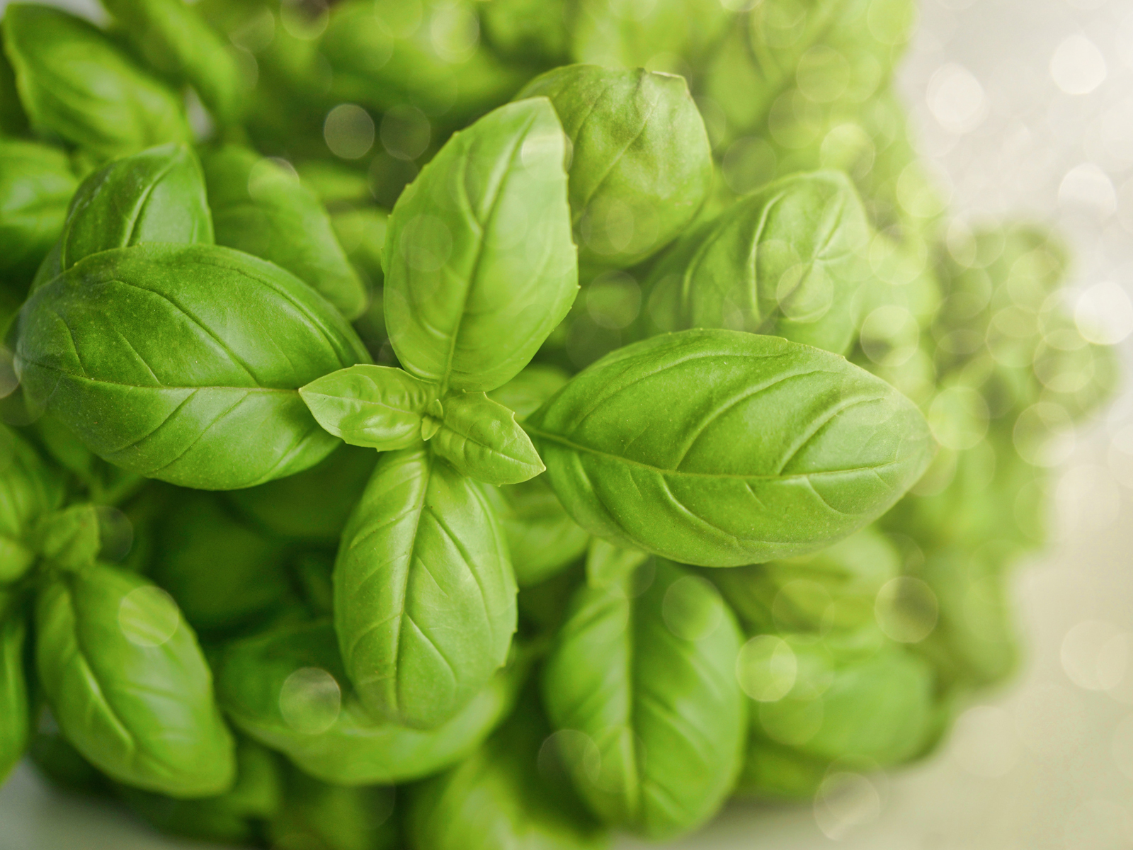 Basil