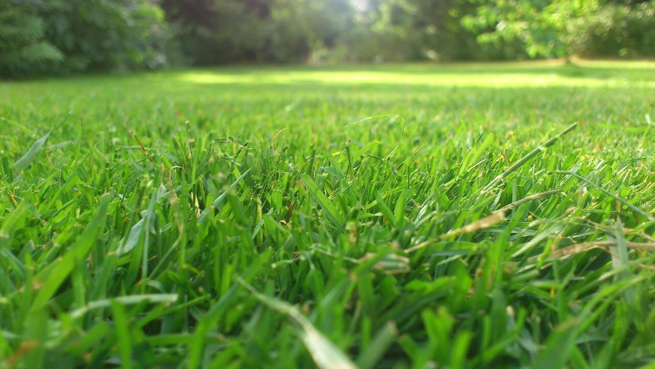 Ready to mow grass height