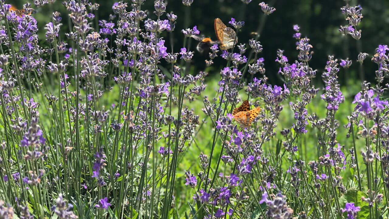Flowers in lawn promoting pollination