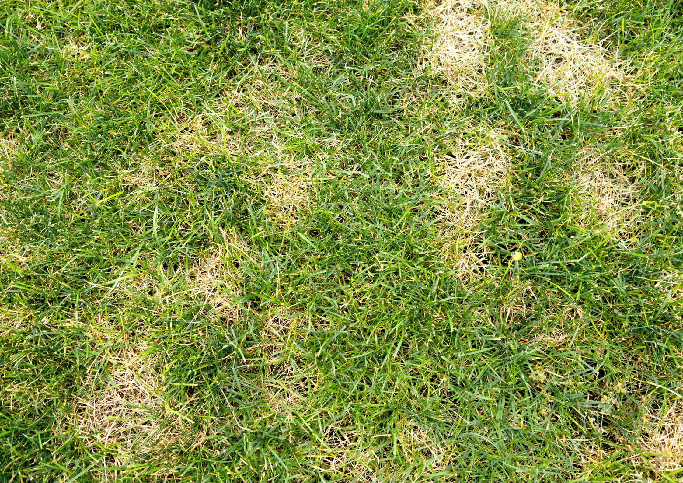 Dry patches in lawn