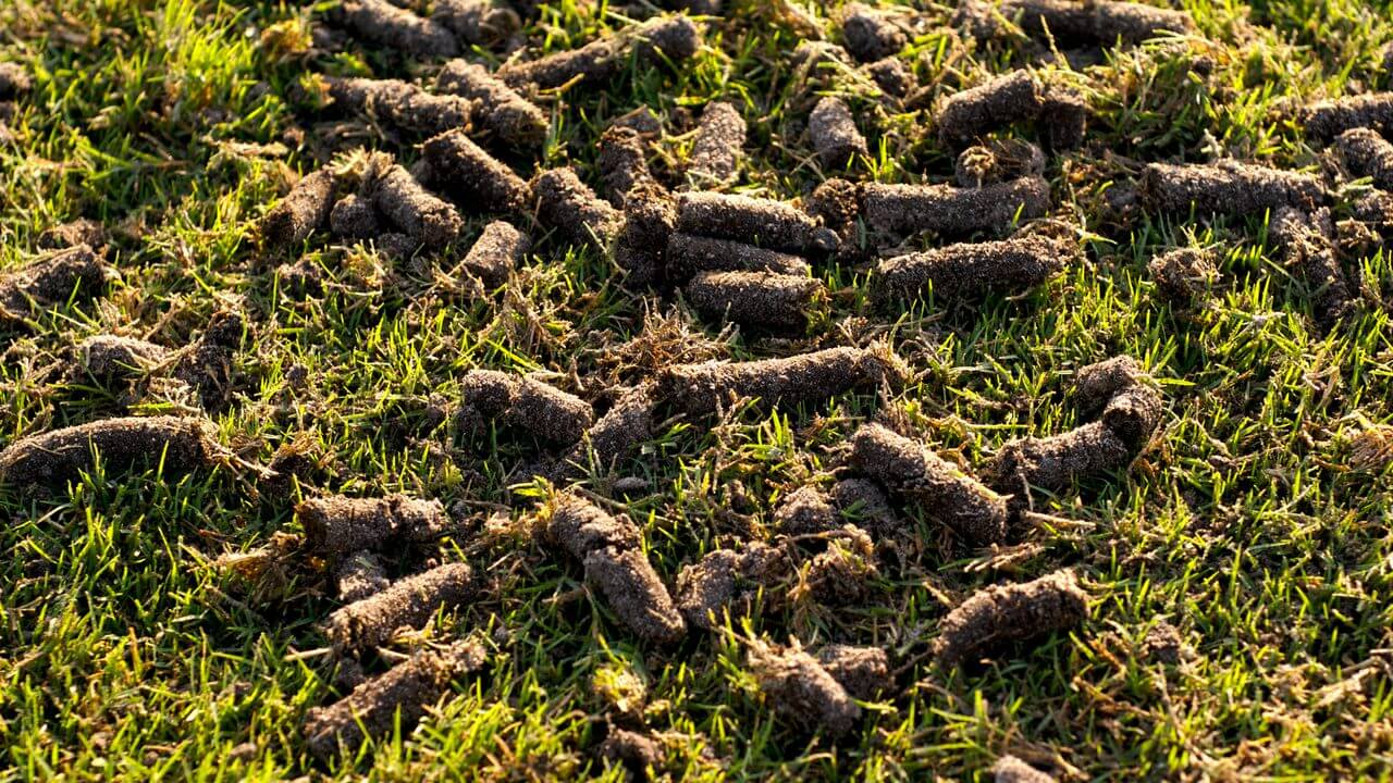 Core Aeration