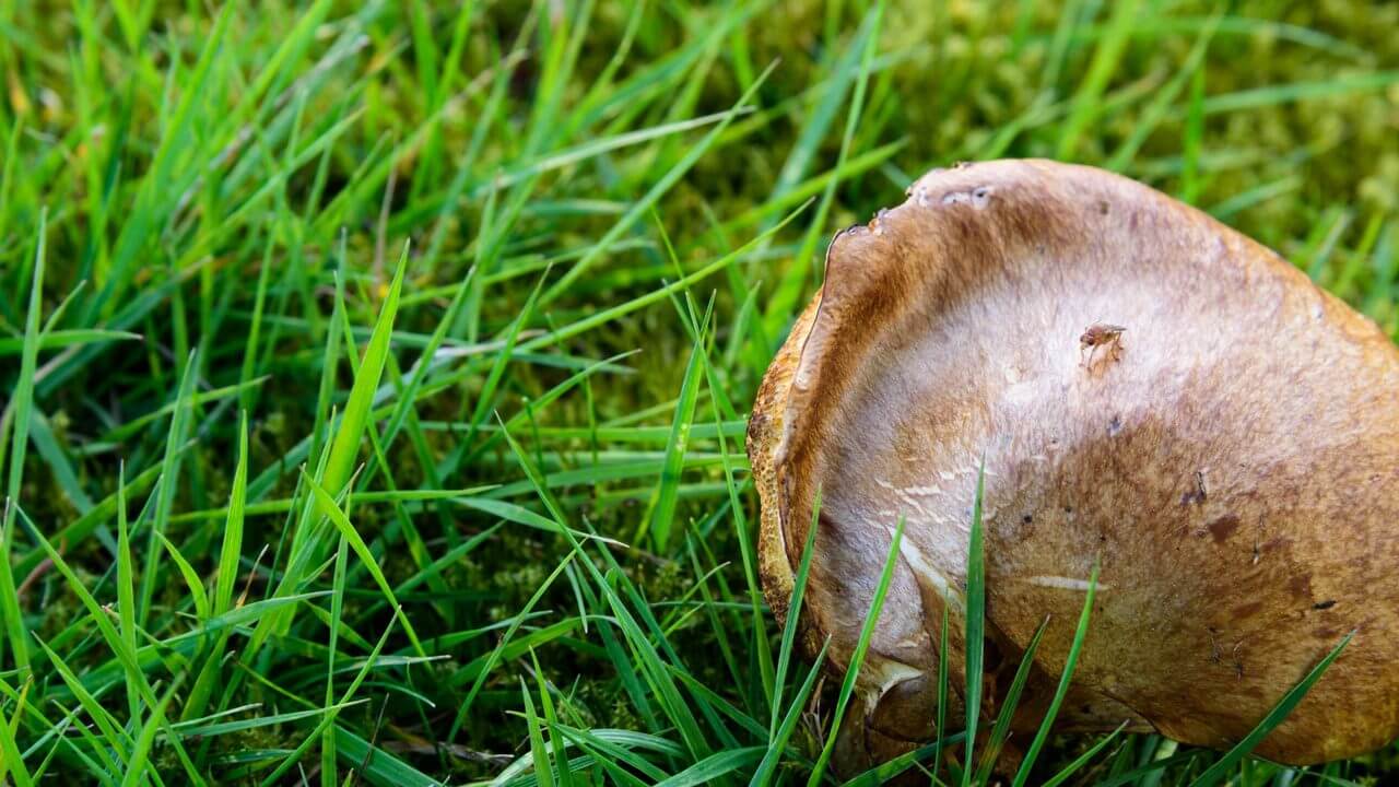 Snail in lawn
