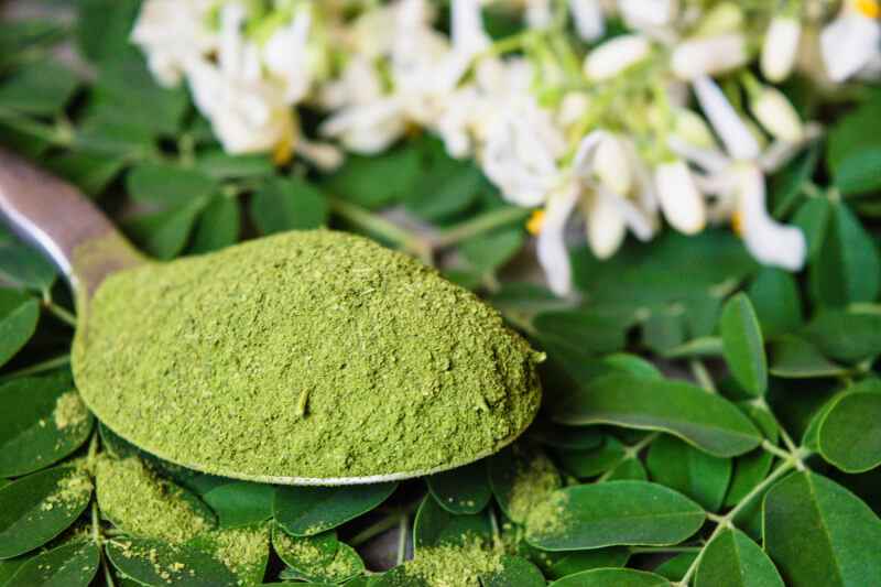 Can Moringa Powder Help You Reduce Healthcare Costs?