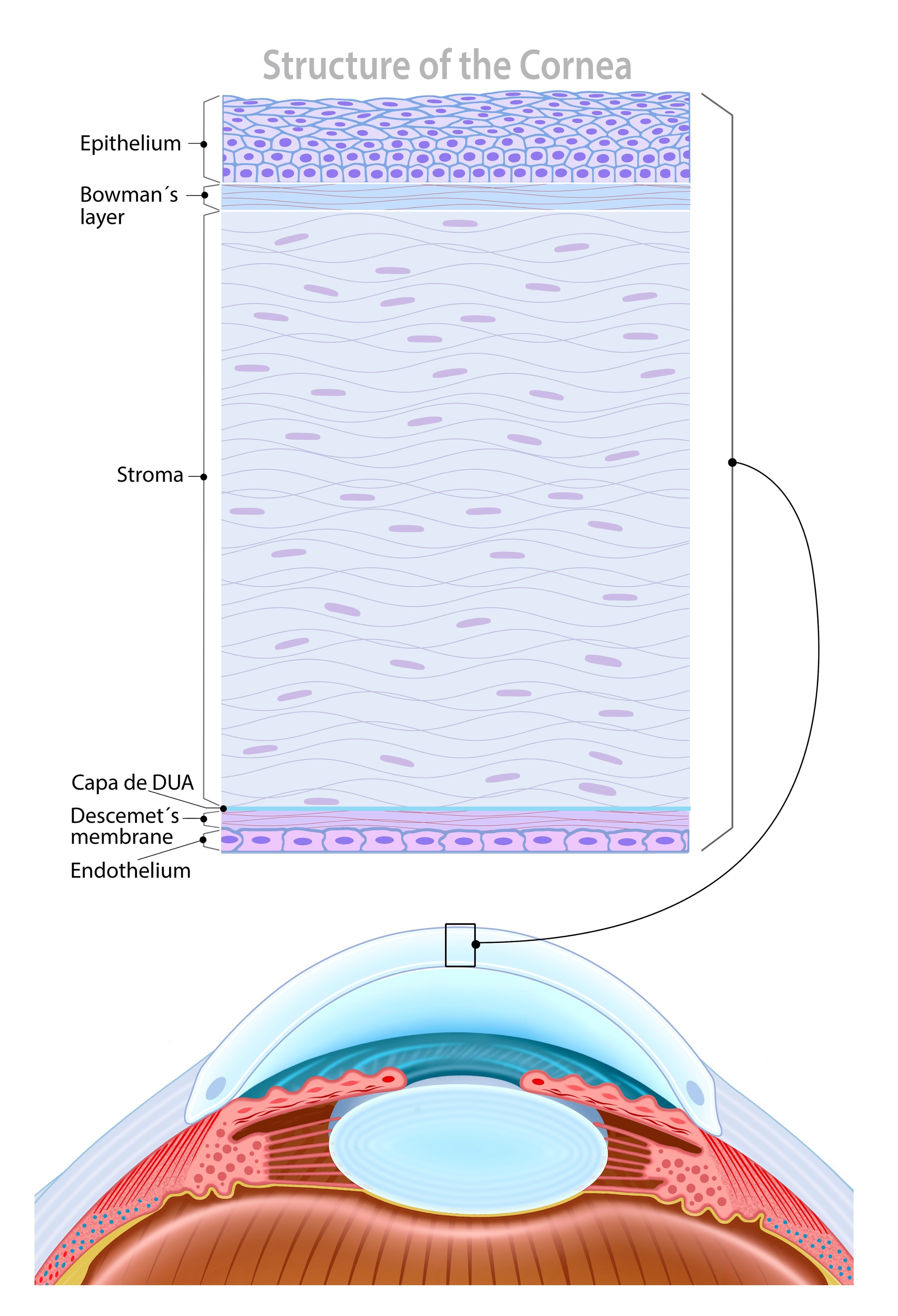 Diagram showing how human cornea absorbs PFAS chemicals into the bloodstream