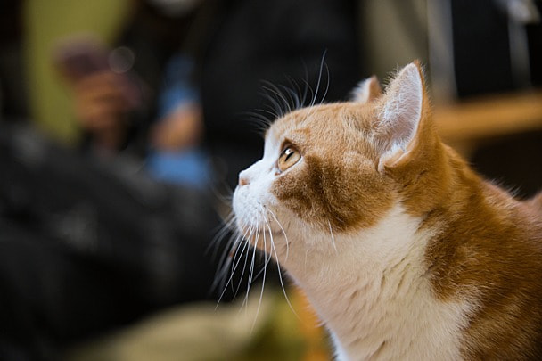 7300+貓圖片、高清照片免費下載- Pngtree