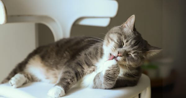 貓的習慣｜養貓必知25個貓咪生活習性、行為- CatsDate