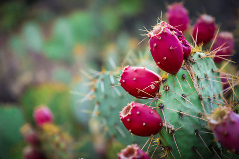 Prickly pears on a cactus at sunset
