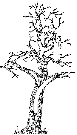 Tree Usage