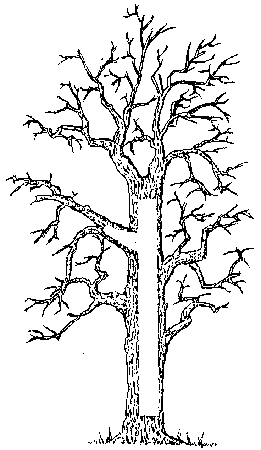 Tree Usage