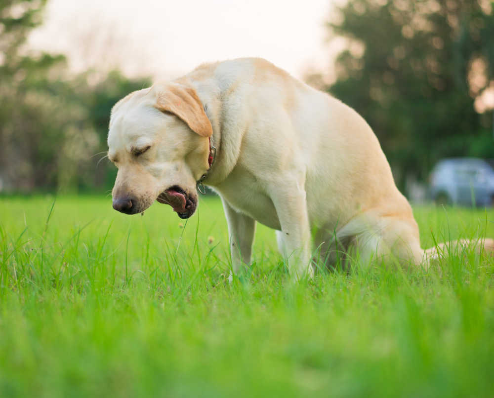 Dog Dry Heaving Cause, Symptom and TreatmentPuainta®