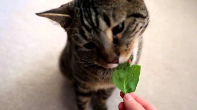 Is spinach shop safe for cats