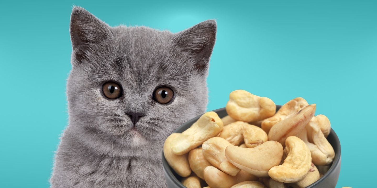 Are cashews shop poisonous to cats