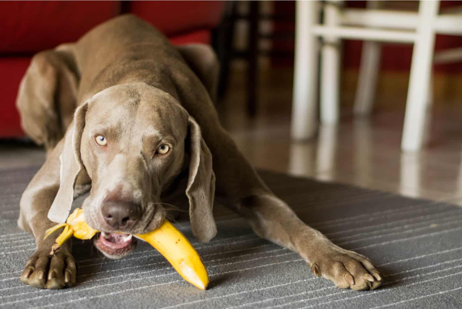 Can dogs eat sales plantain chips