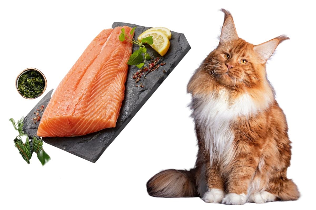 My cat shop ate raw salmon