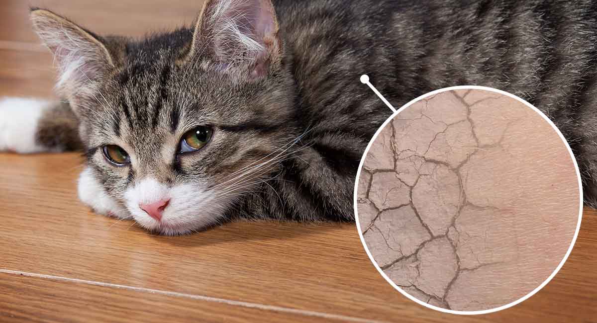 Home remedies for cats outlet with dry itchy skin