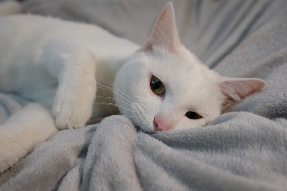 What does it mean when 2024 your cat kneads a blanket