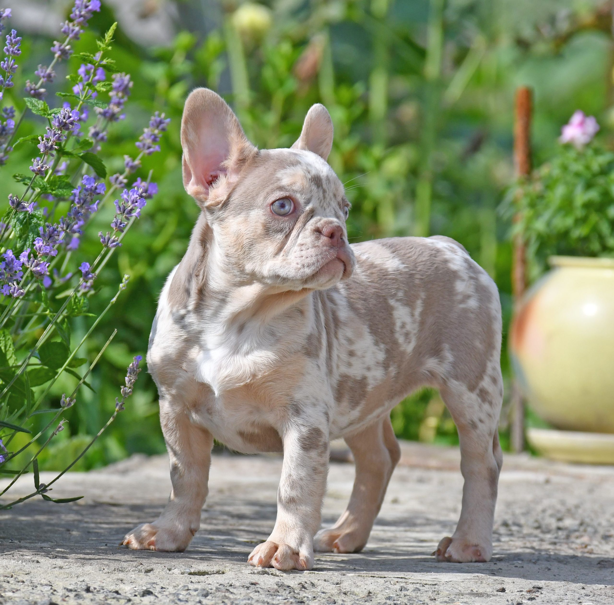 Frenchie hot sale dog hypoallergenic