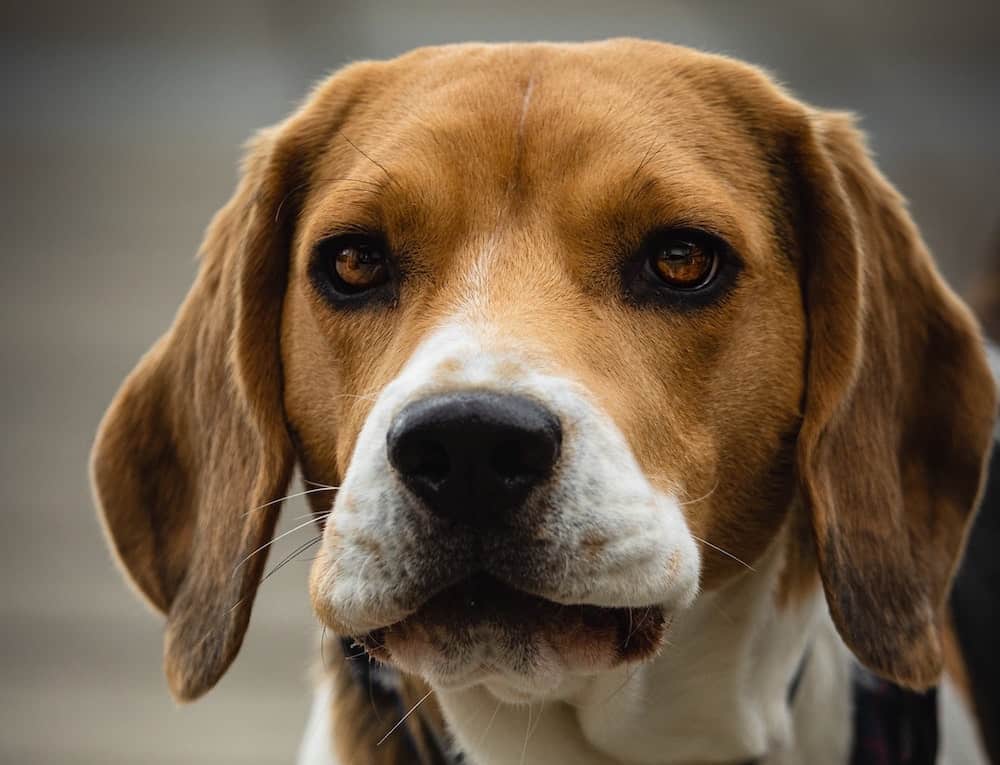 Small dogs with floppy sales ears