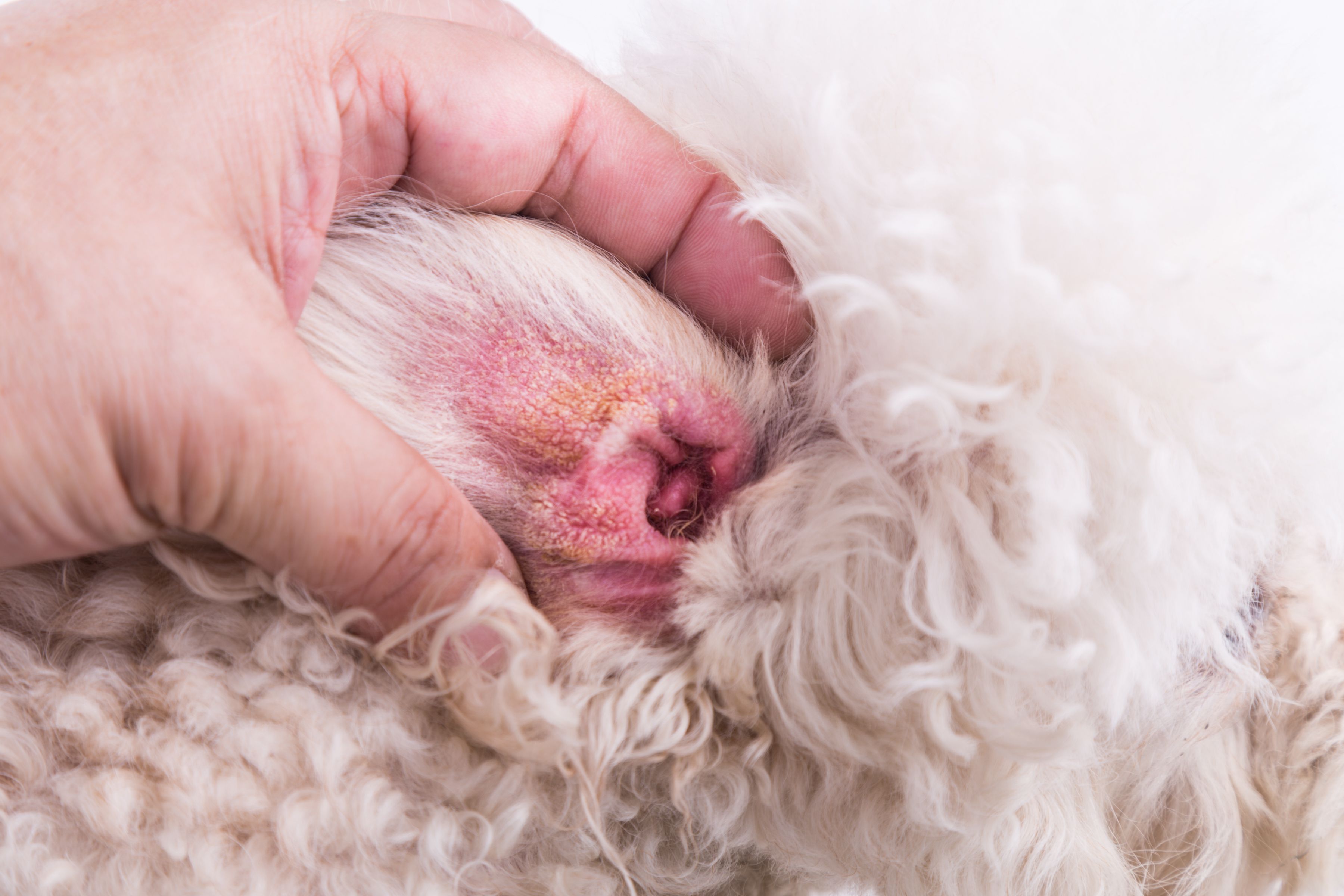 Coconut oil shop dog ear mites