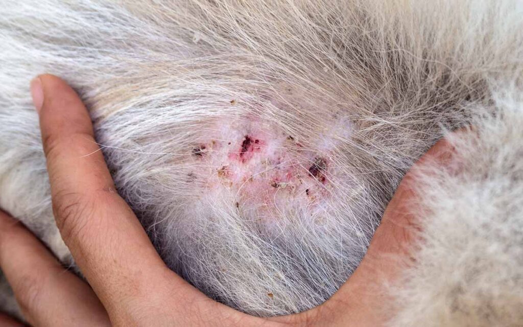 Scab treatment 2025 for dogs