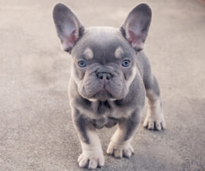 Frenchie hypoallergenic store