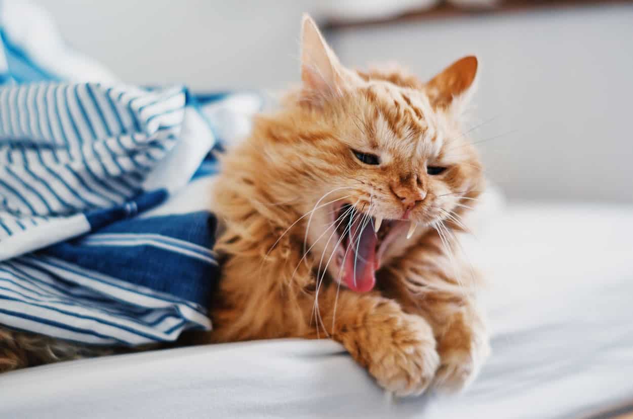 guide-to-treat-cat-coughing