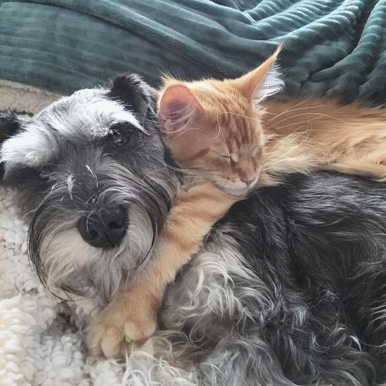 Miniature schnauzer sale cats