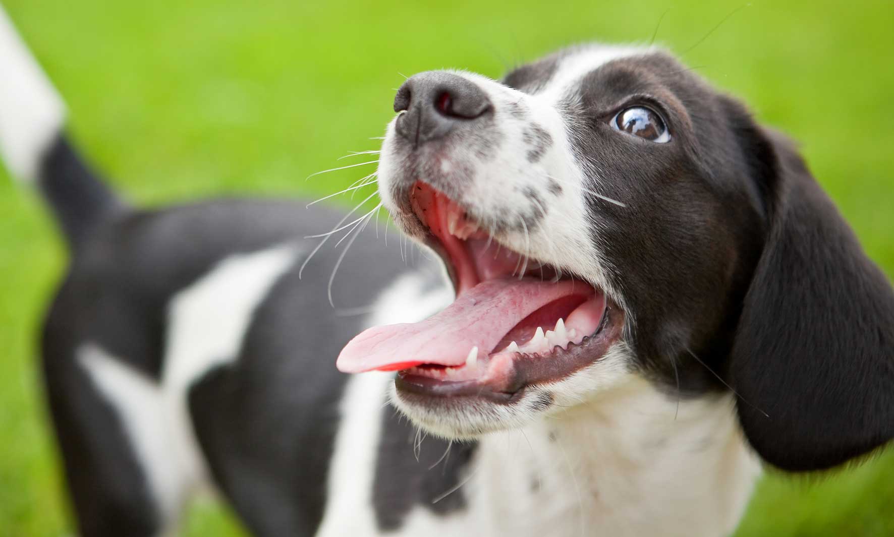 Why Does My Dog Pant So Much