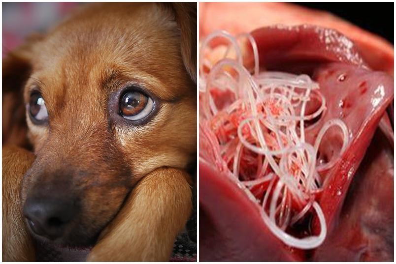 Average cost to cheap treat heartworms in dogs