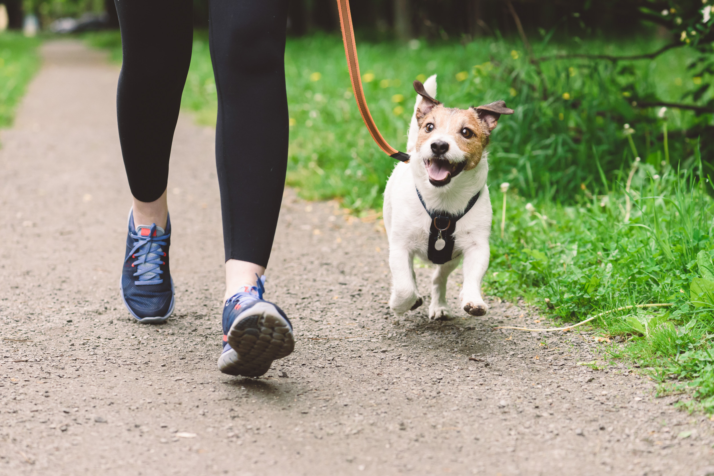 Dog walking hot sale guide