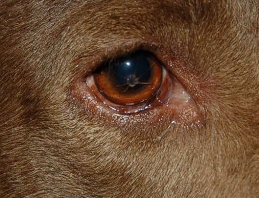 Corneal clearance scratch dog