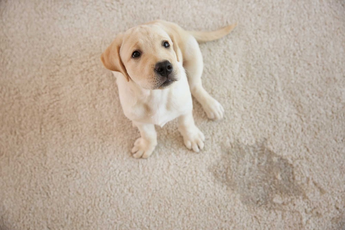 Puppy throwing up store water