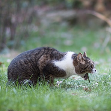 Cat being clearance sick clear liquid