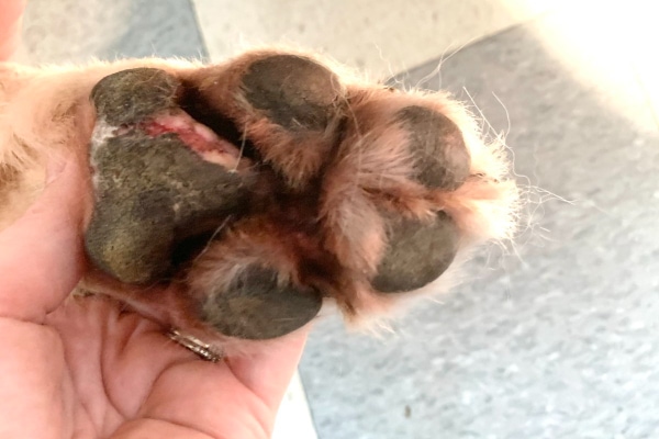 Pododermatitis Dog Paw: Causes, Symptoms, and Treatment-Puainta®