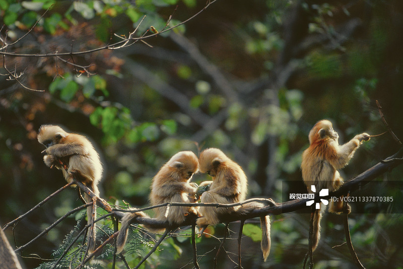 100字符的标签+🌺+1