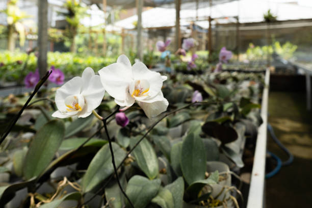 Hydroponic orchids deals